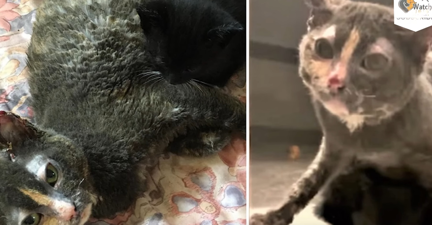 Brave Mama Darts In Barn On Fire To Rescue Kittens