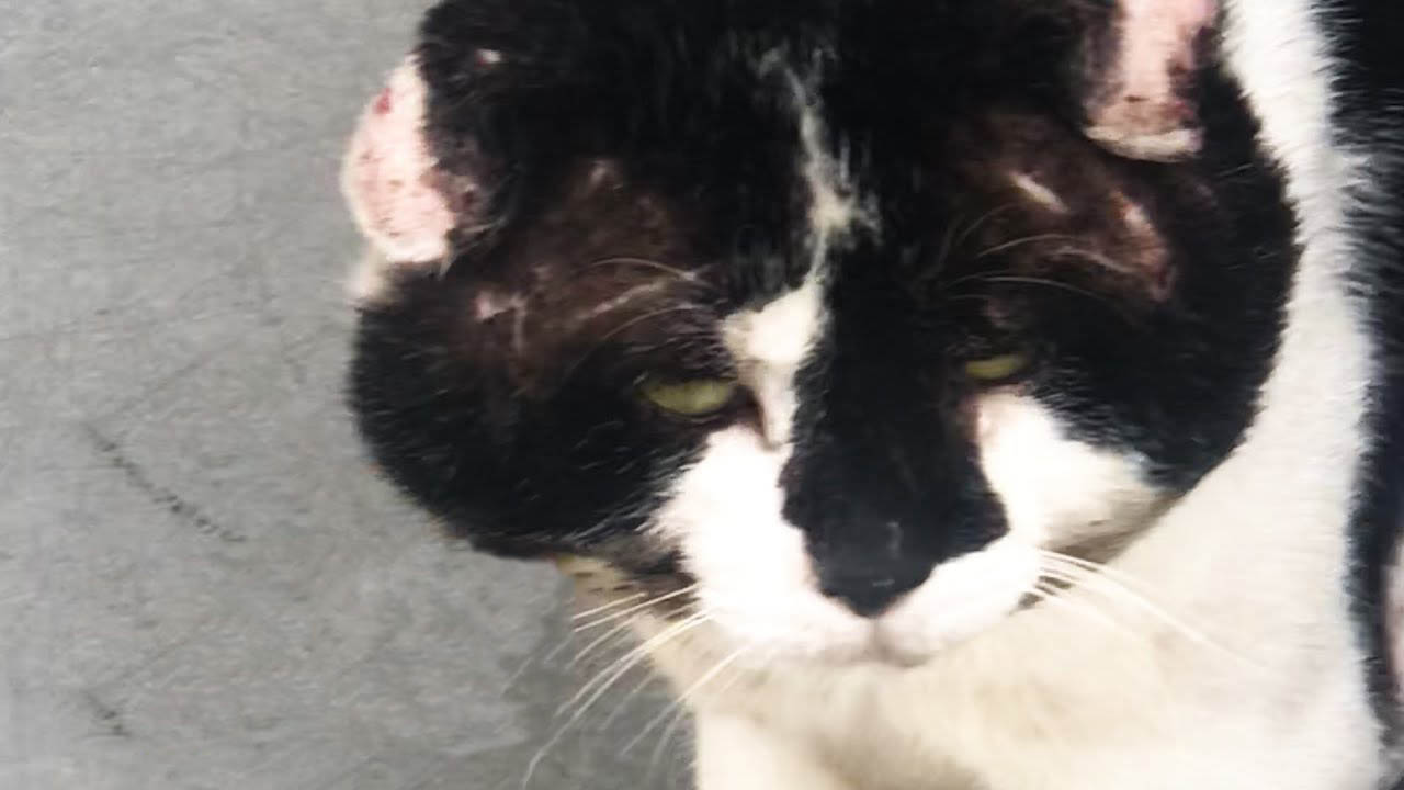 The story of a stray cat with a giant head