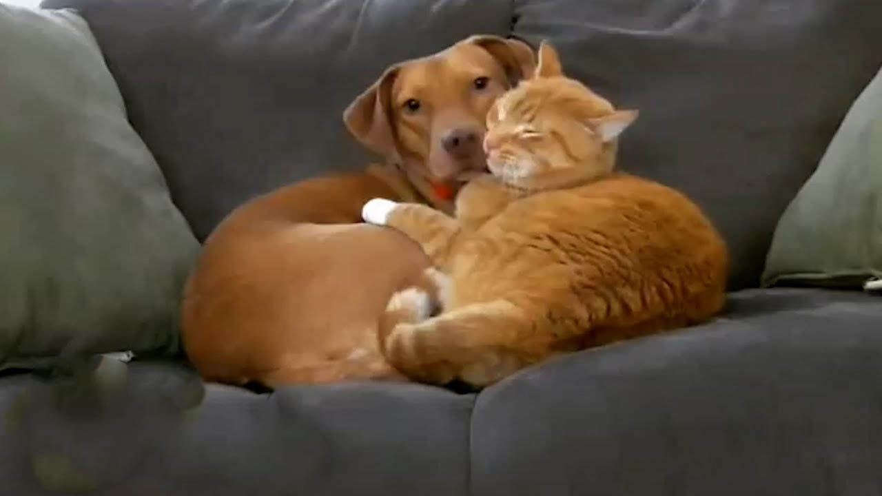 Cat loves to snuggle next to the dog