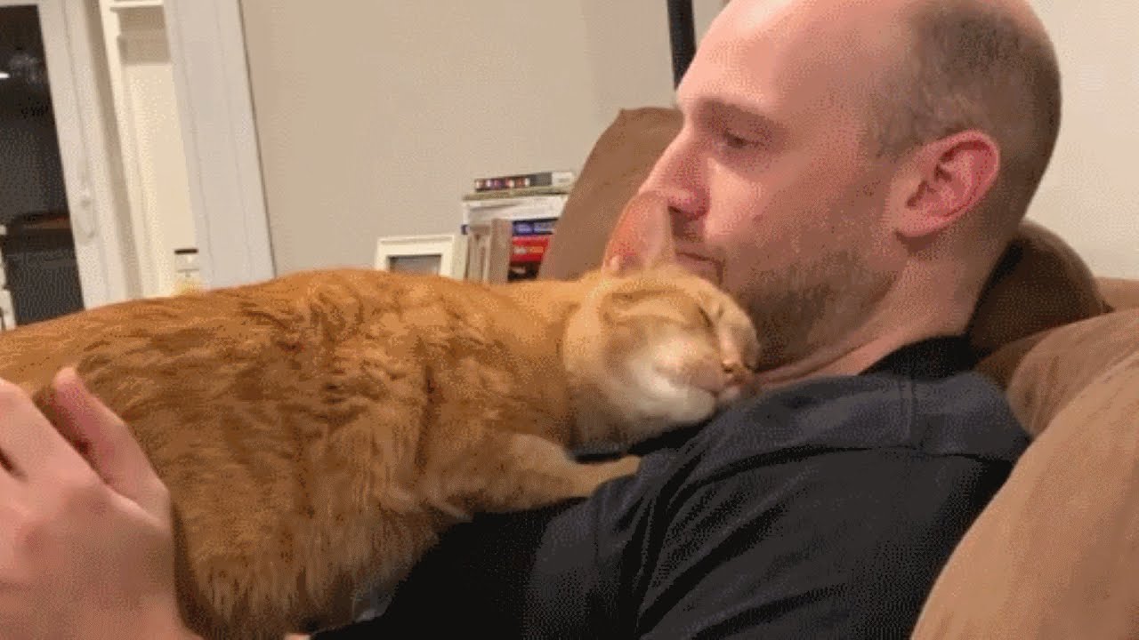 Guy Surprises Wife With Cat. Guess who's the third wheel now.