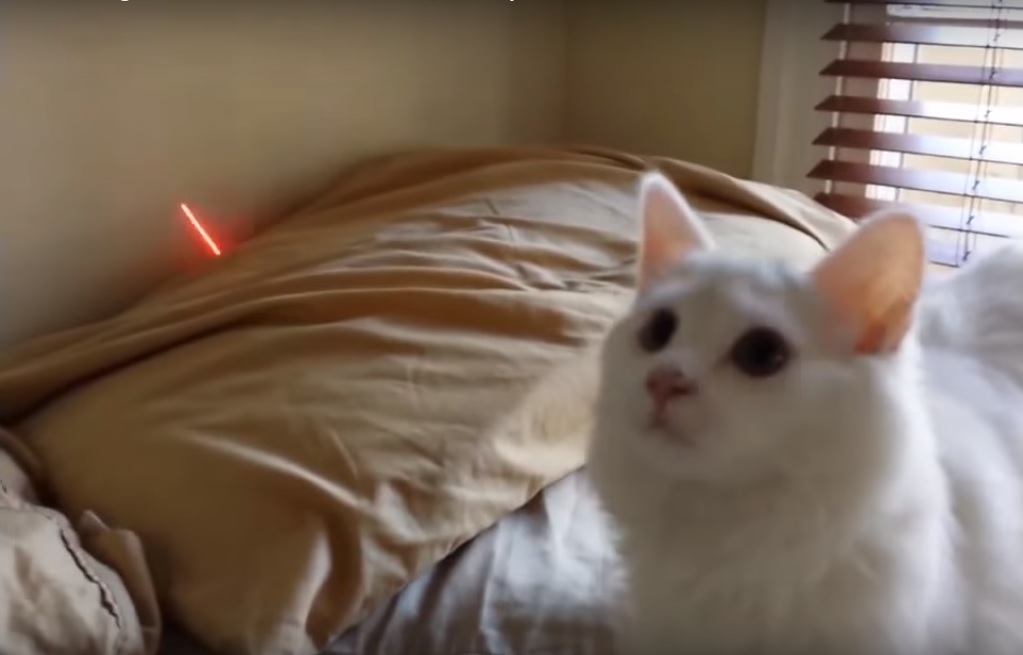 Weird Cat Makes Strange Noise at Laser Pointer
