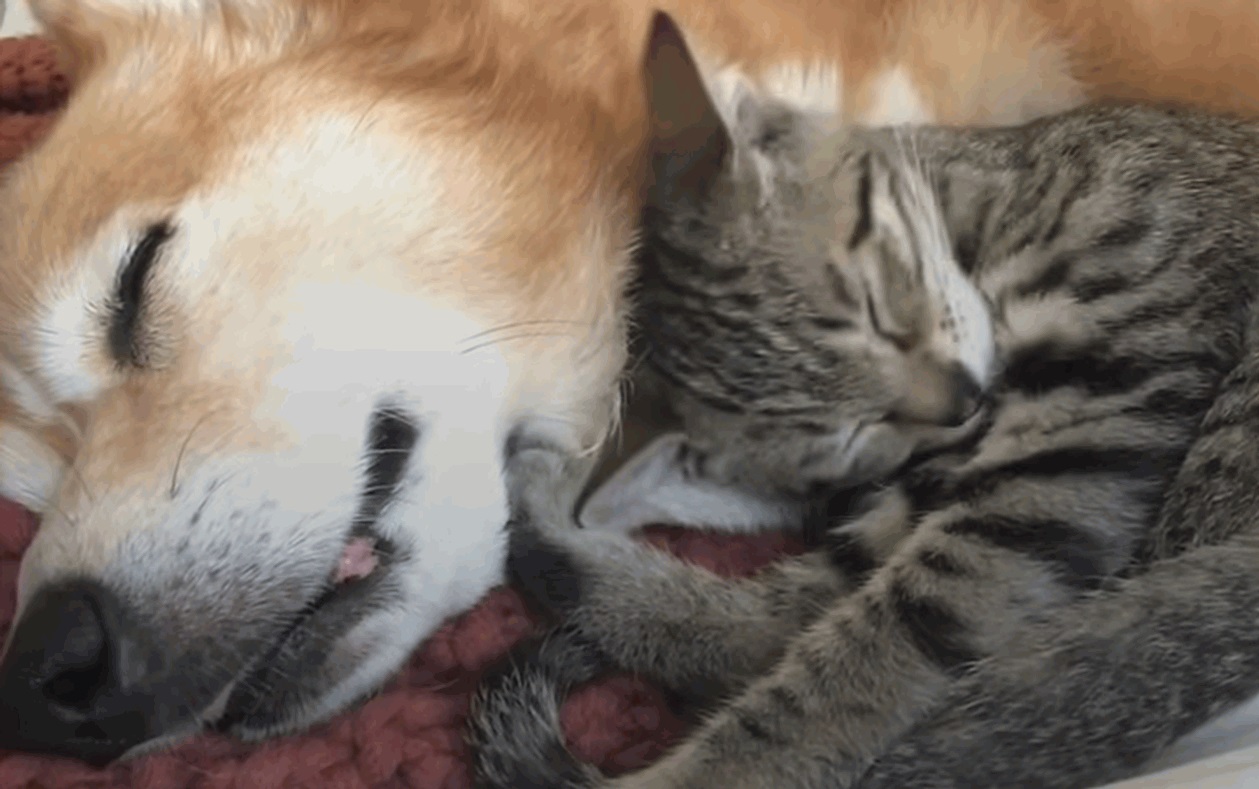 This dog absolutely loves cats