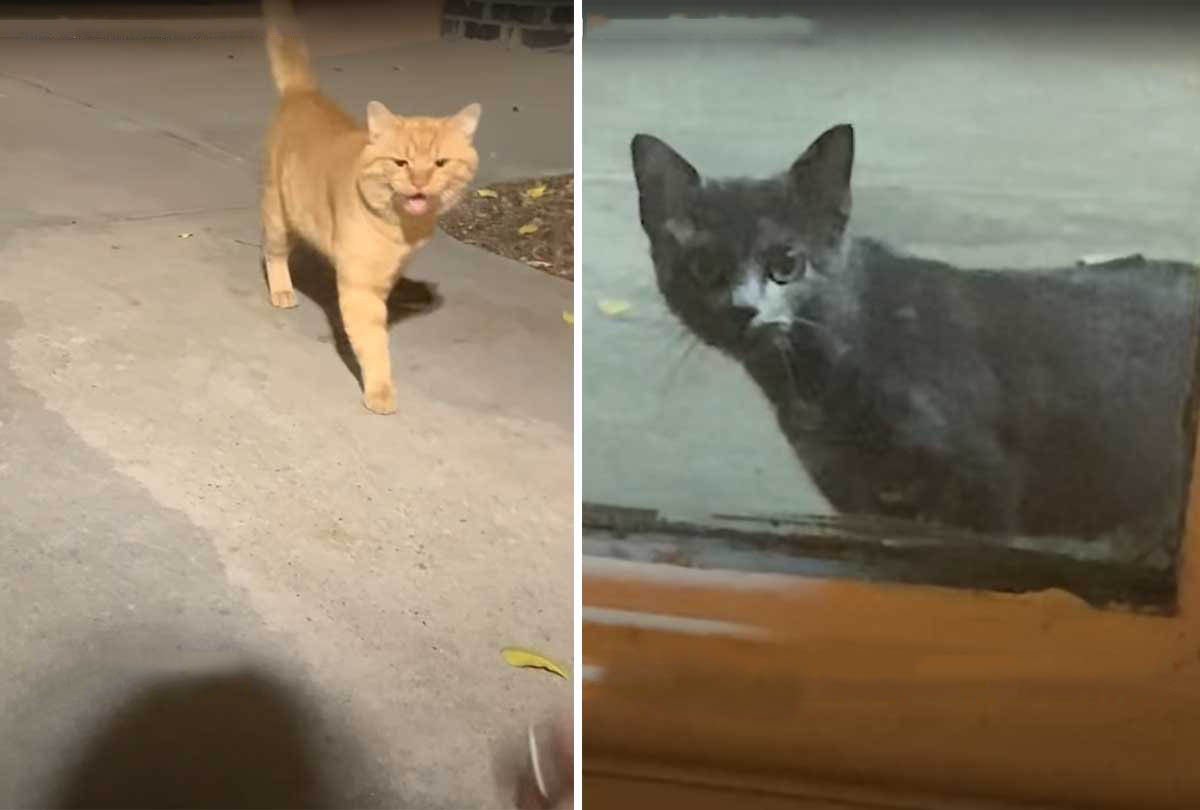 This is how two stray cats became house cats