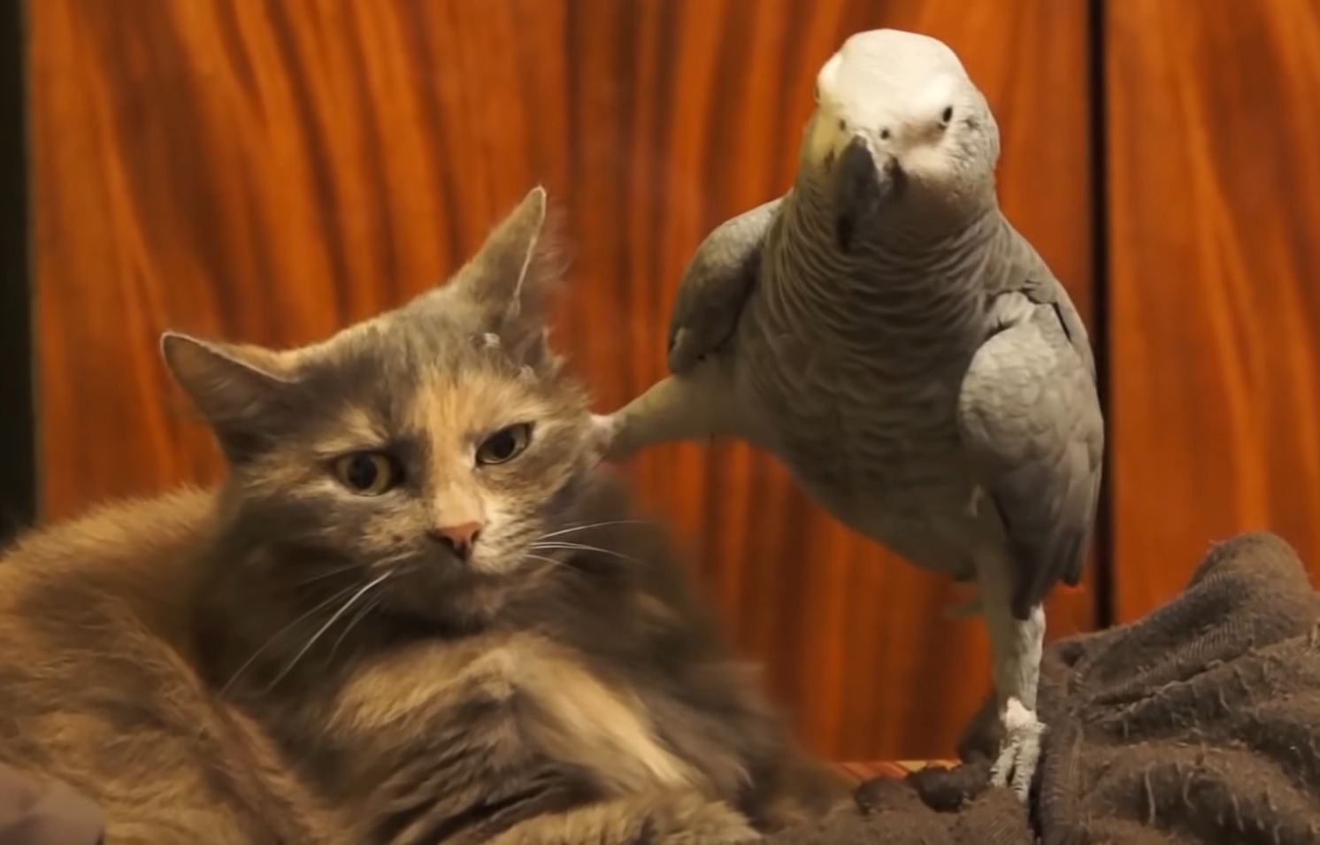 Parrot Annoying Cat Video