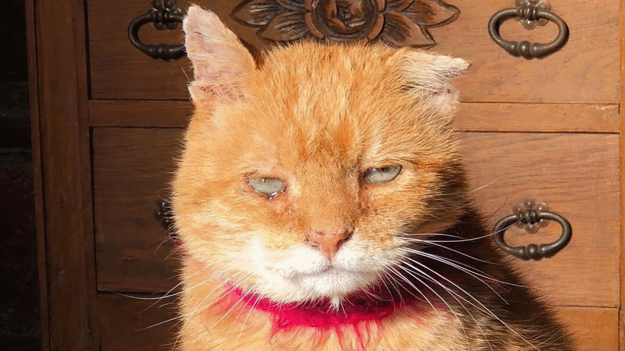 Elderly 'asymmetric' Cat Lived A Rough Street Life. Then He Found His Furrever Family Home