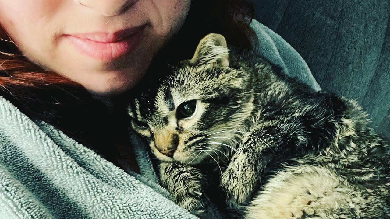 Kitten Was Abandoned By His Mother..Luckily He Got A Second Chance