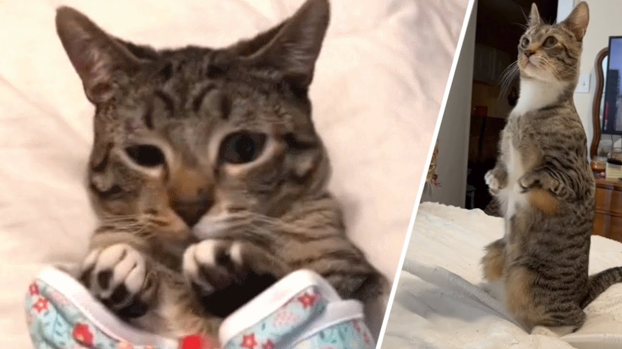 This Cat Was Born With Unusual Legs Now He Hops Like A Kangaroo
