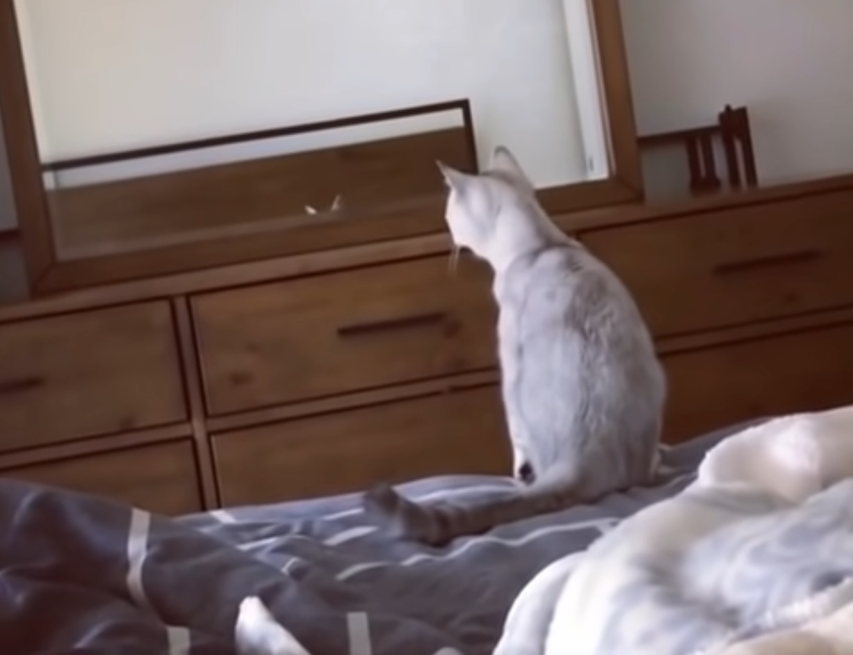 Curious Cat Discovers She Has Ears When Looking In The Mirror