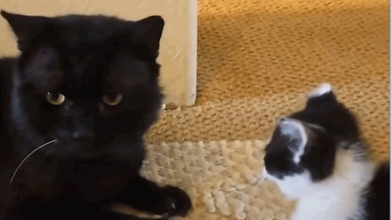 Big, veteran cat becomes dad to a small foster kitten