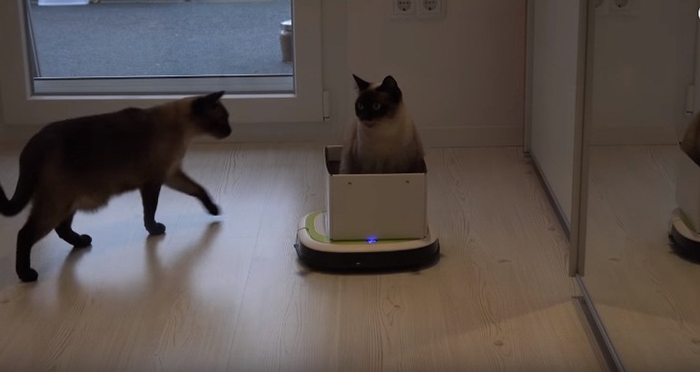 Cat Rides Vacuum Cleaner Robot