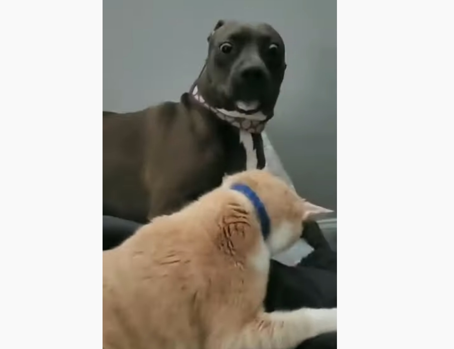 Dog Has A Dramatic Funny Reaction To Cat Slap