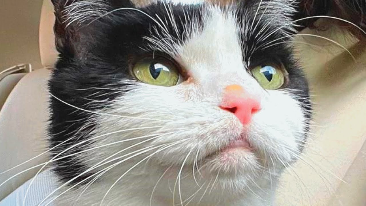 Woman Brings Home A Toothless Senior Cat And Finds Out He Sounds Like A Pigeon
