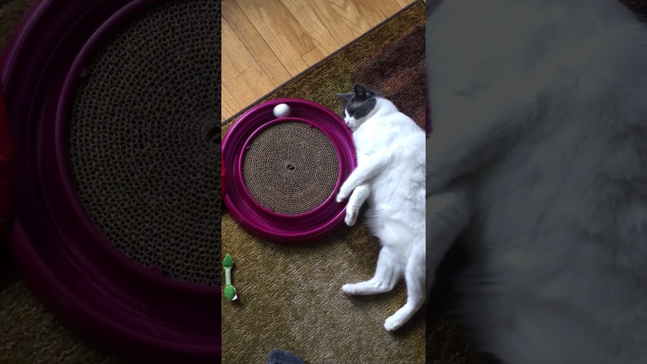 Lazy Cat Playing With Ball Funny Video