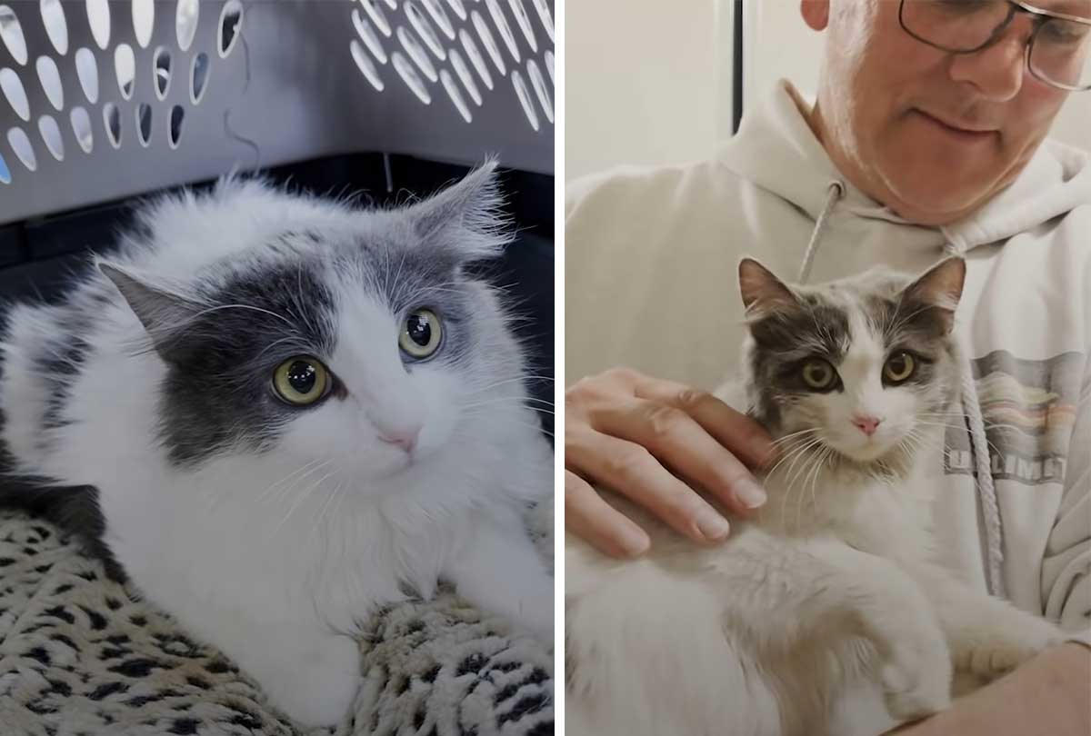 Cat that got hit on the side of the road gets rescued and becomes a sweet love bug