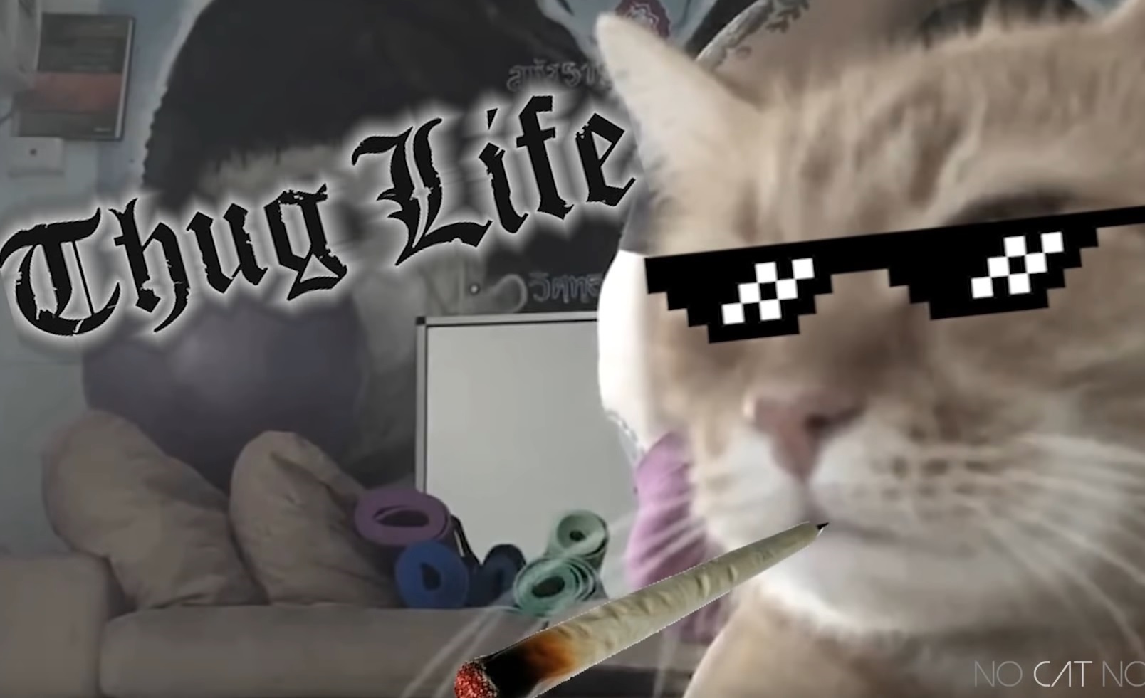 Thug Life Cats Funny Compilation