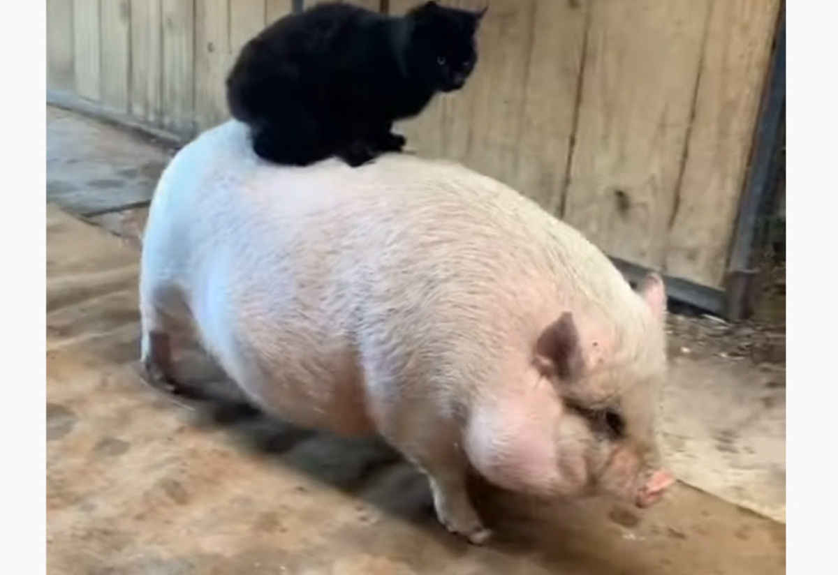 A Barn Cat Hitches Ride On Pig 