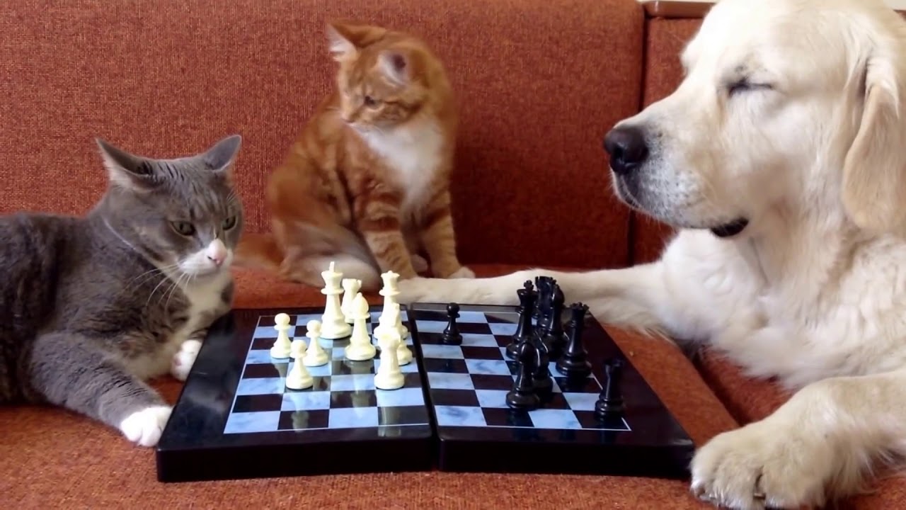 Cats And Dogs Play A Game Of Chess