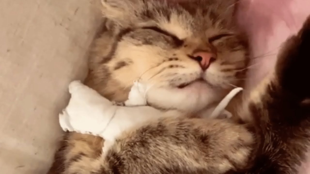 This Mama Cat Wouldn't Stop Crying After Losing Baby