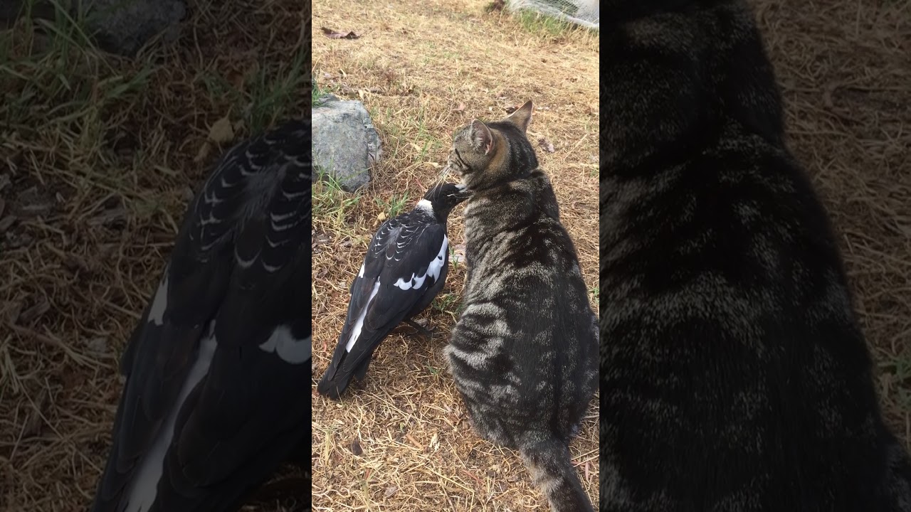 Cat And Magpie Form Unlikely Friendship