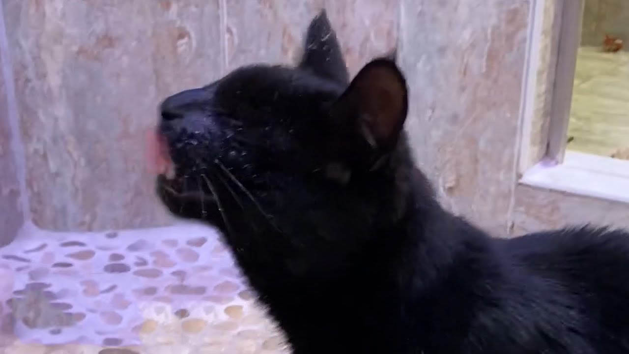 Blind cat is obsessed with the water from the shower