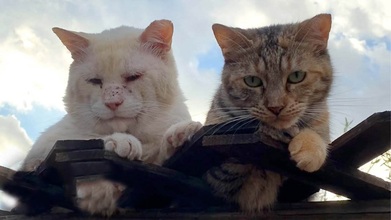 Two feral cats show us what true love is