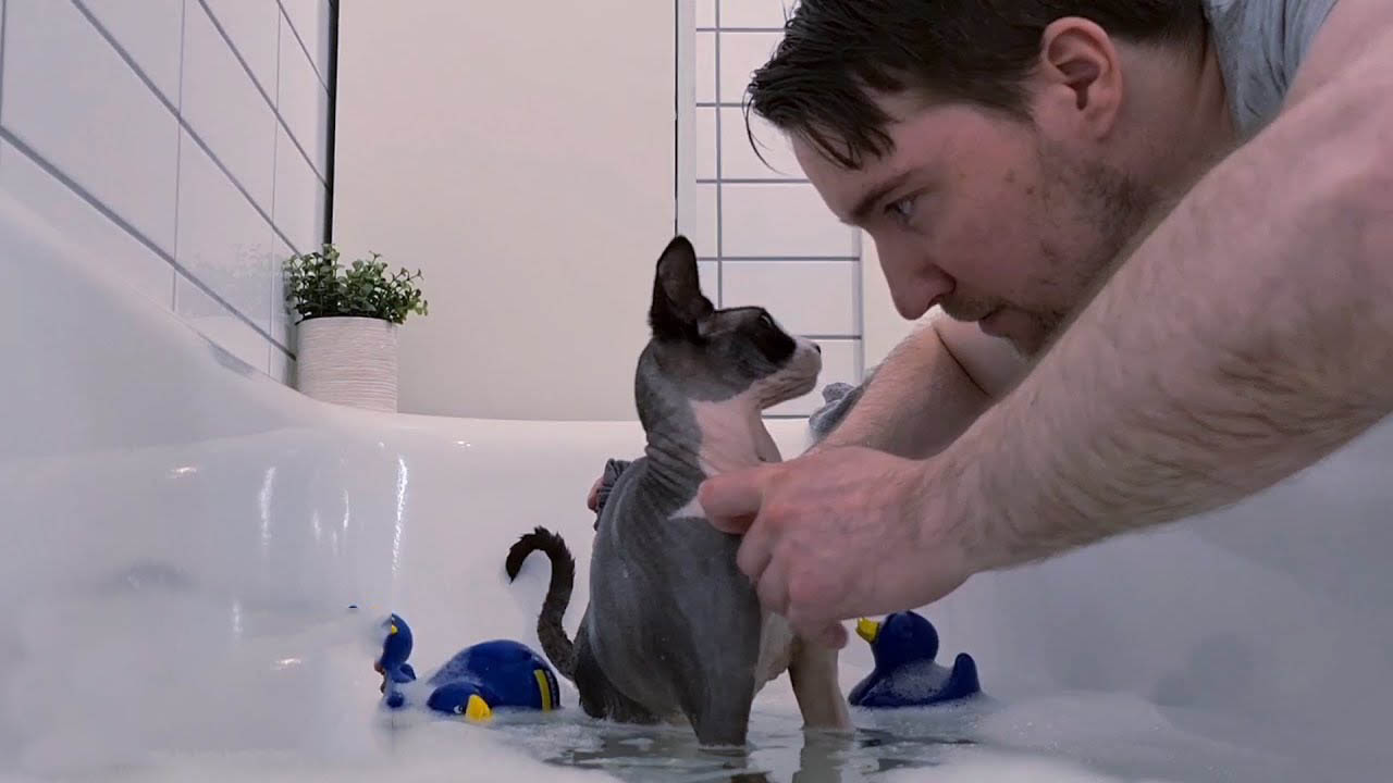 Just a guy giving his cat a bubble bath