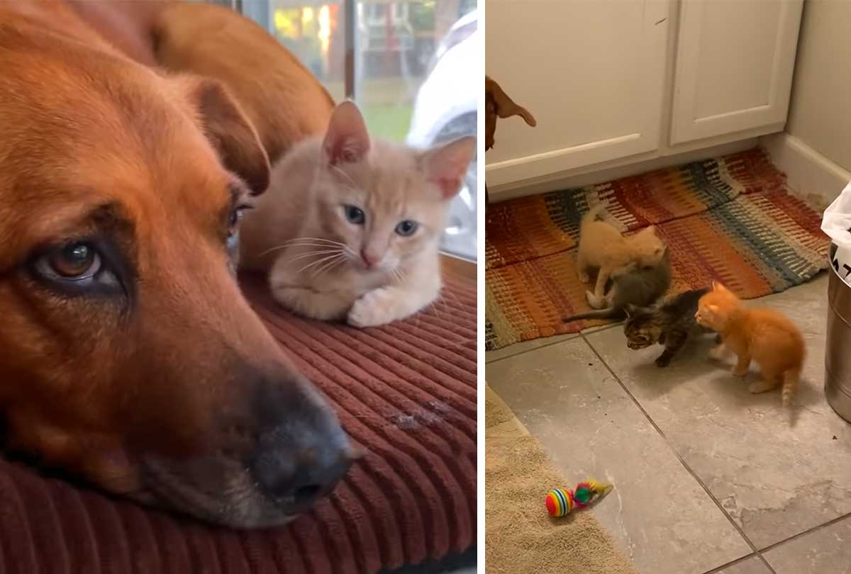 Sweet dog becomes a caring mother for these cute foster kittens