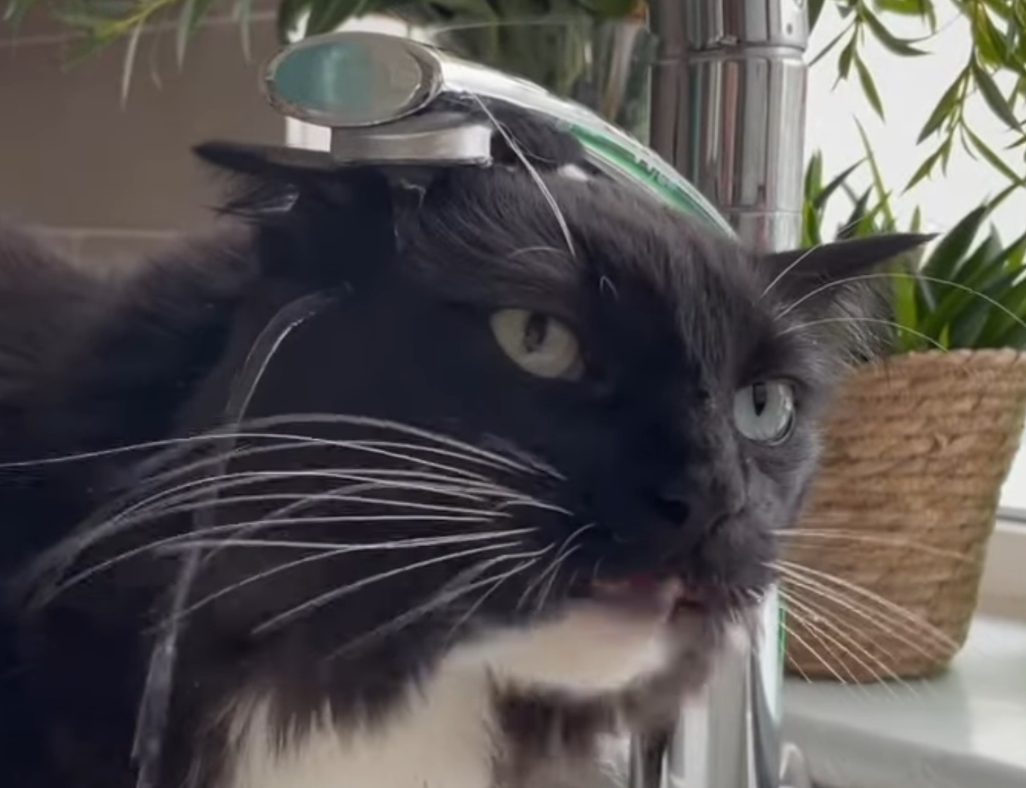 This Cat Completely Misses Water Trying To Drink From Sink