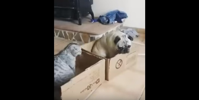This Cat Wants All The Boxes