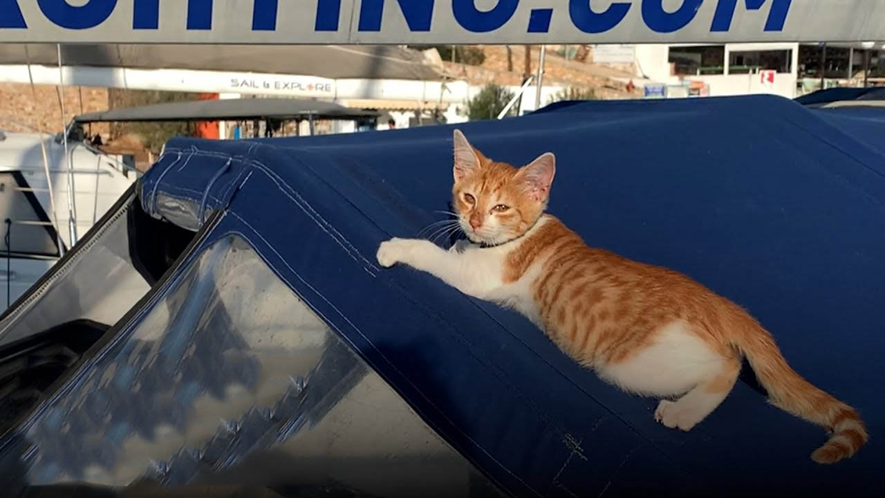 This kitty loves living on a boat