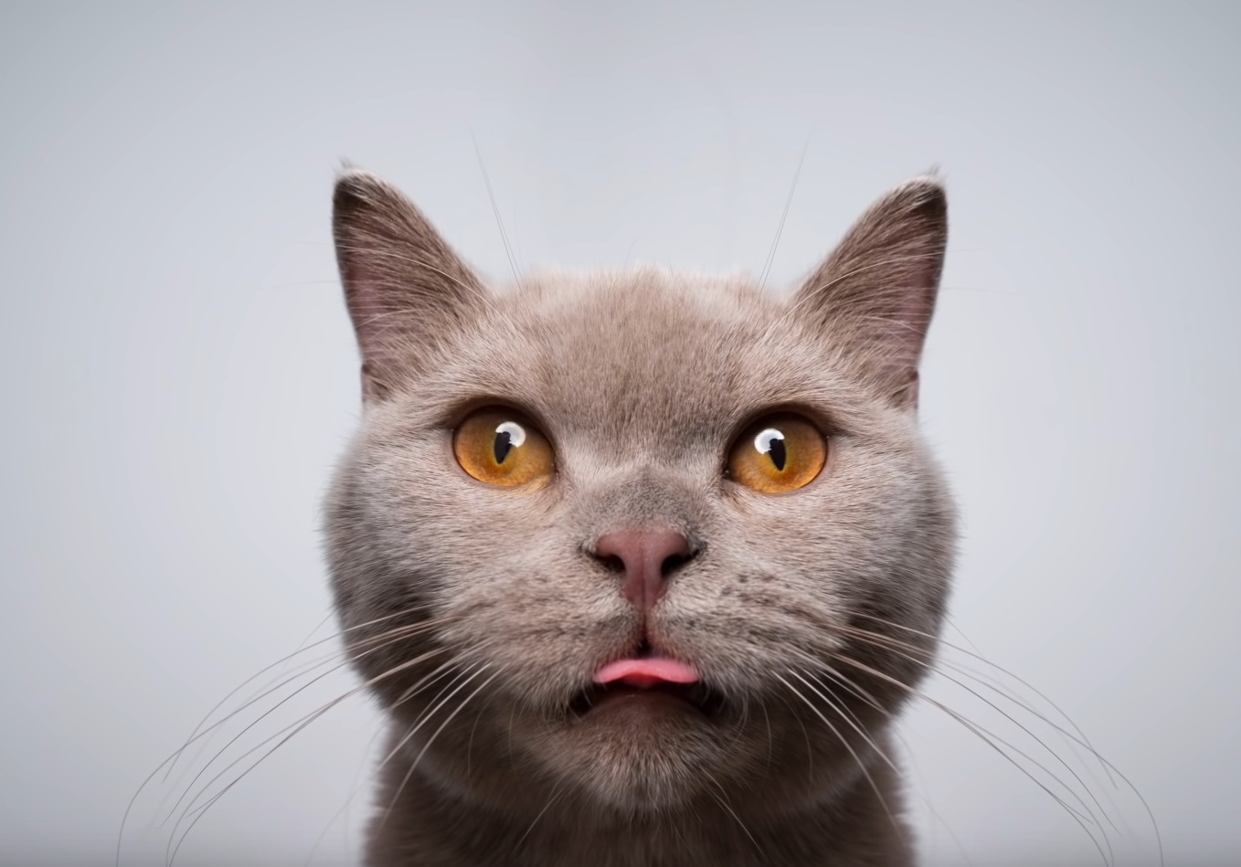 8 Strange Cat Behaviours Expalined