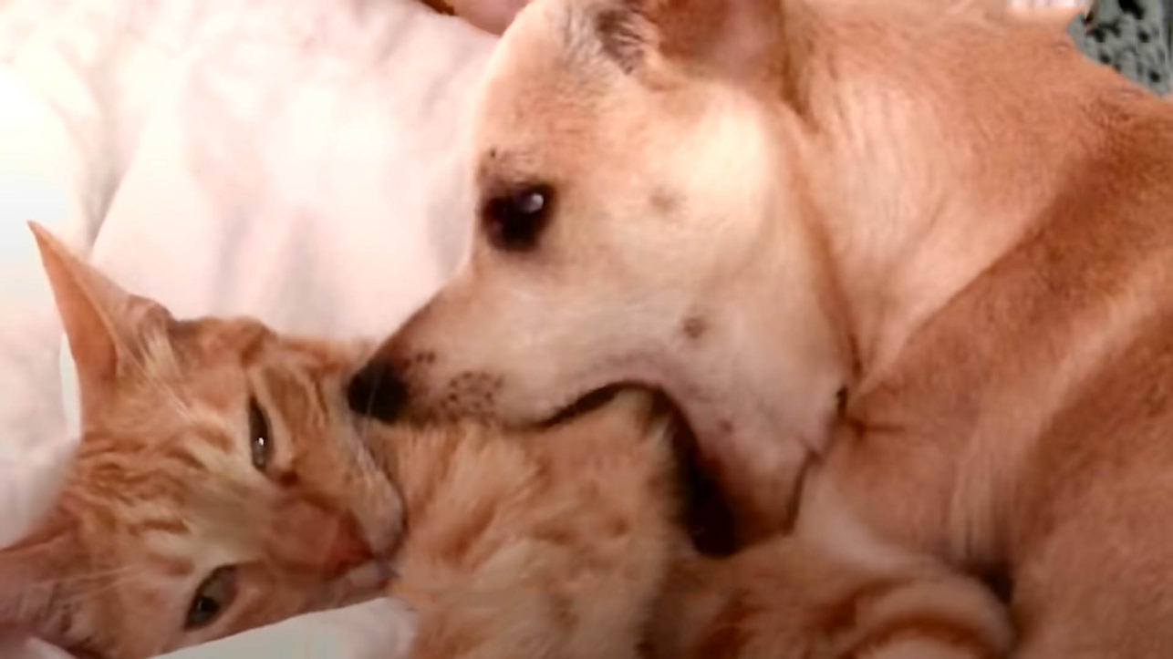 Cat always wants to be next to his new adopted puppy brother