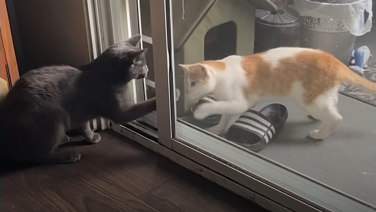 House cat falls in love with a stray cat. See what happens next.