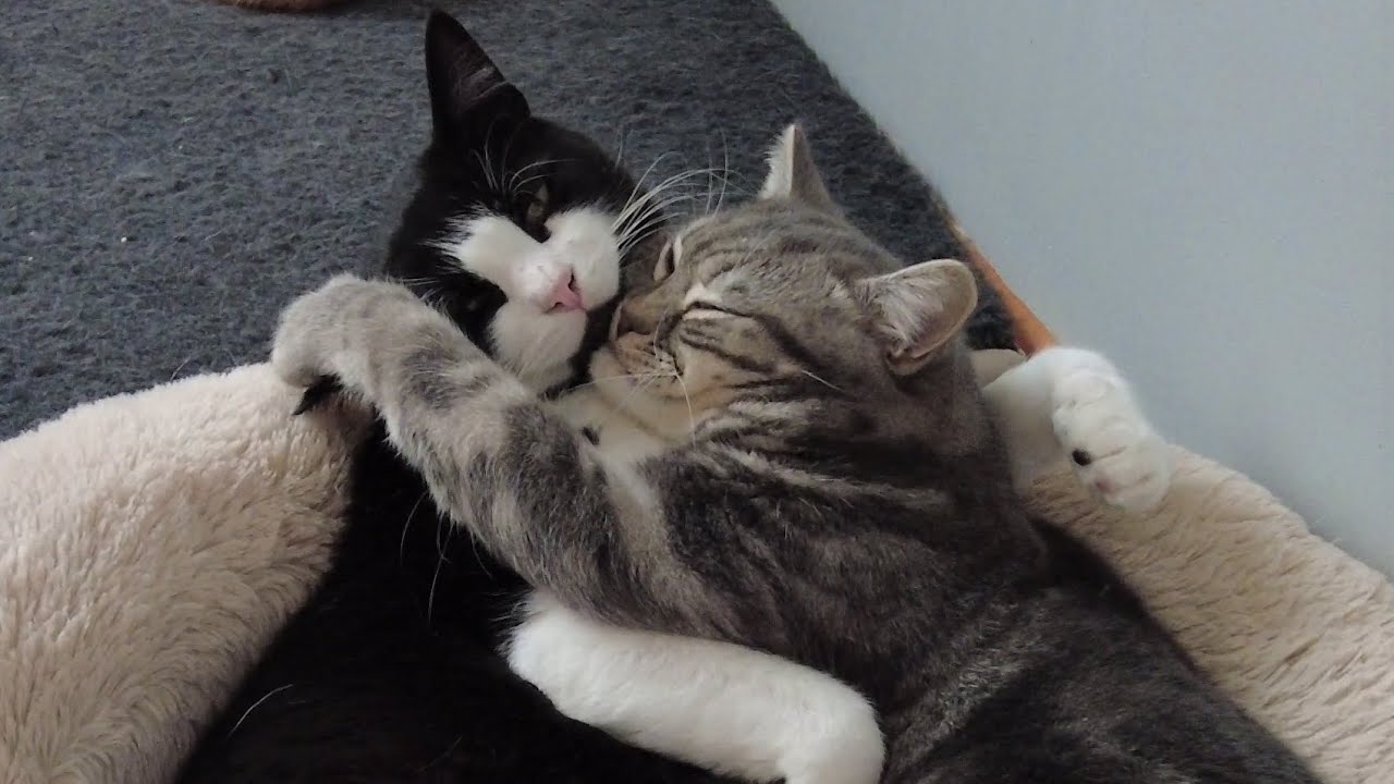 Cats Cuddling Quickly Turns Into A Fight