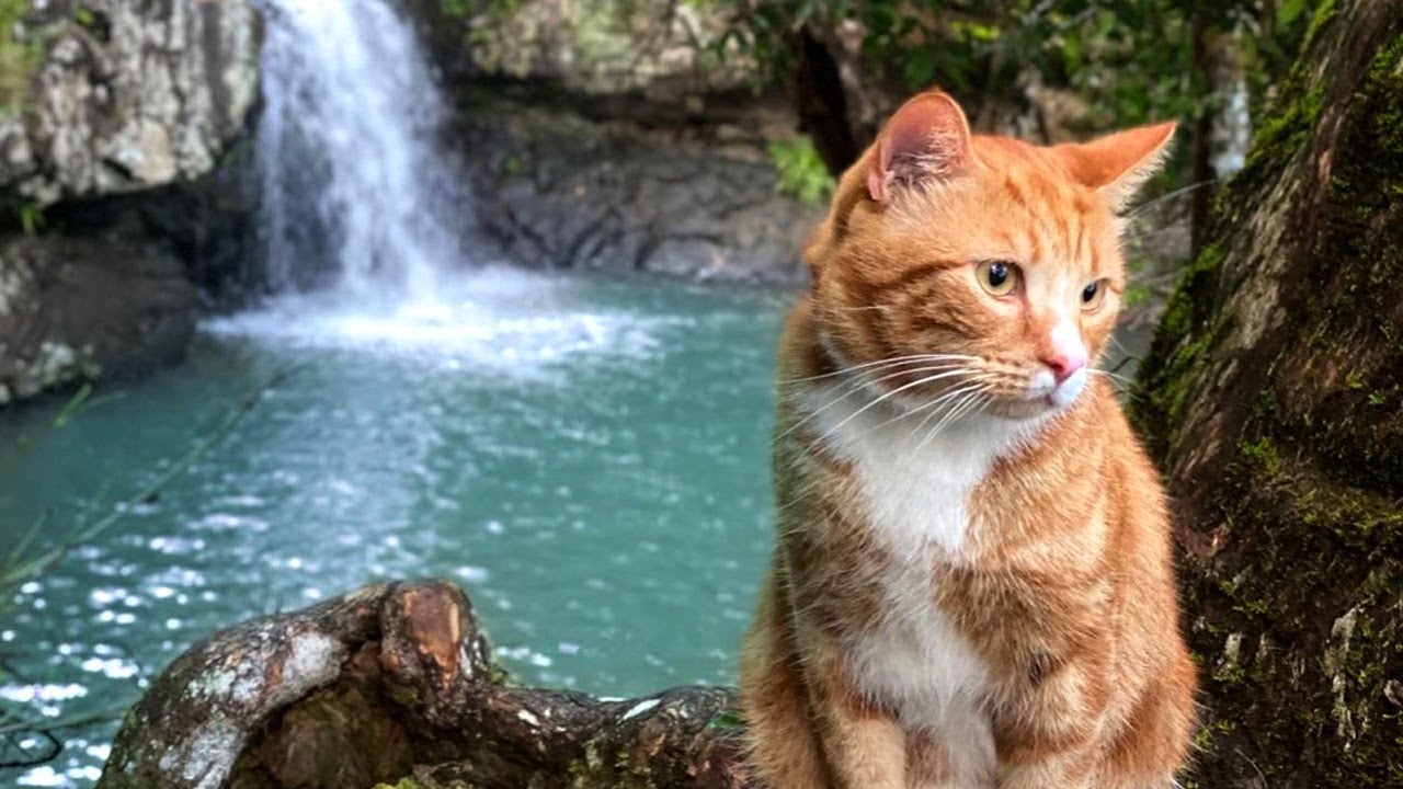 This Really Cute Ginger Cat Loves Going On Adventures