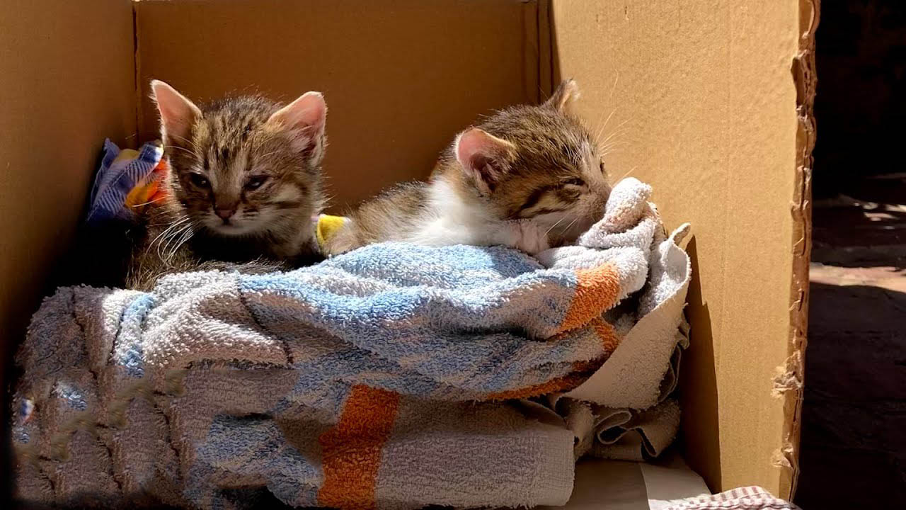 Guy rescues two kittens and takes them with him everywhere he goes