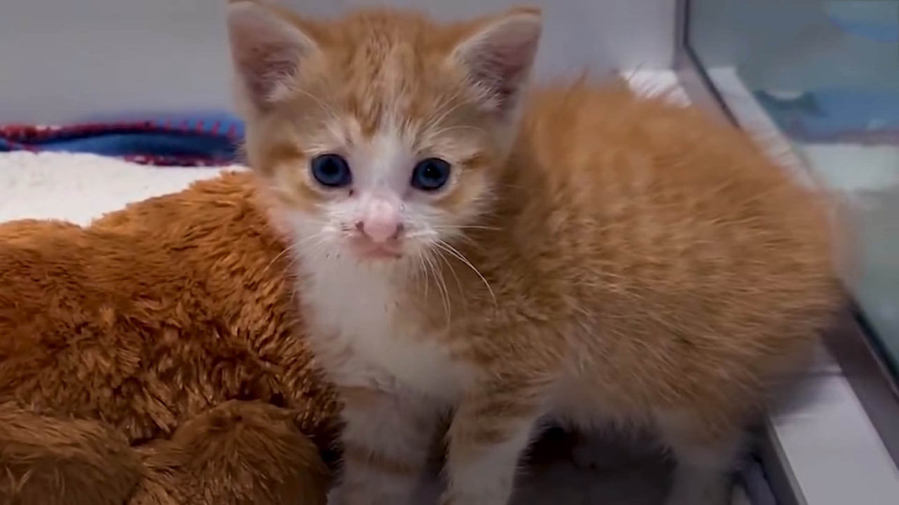 Scared rescue kitten becomes the best birthday present for a girl