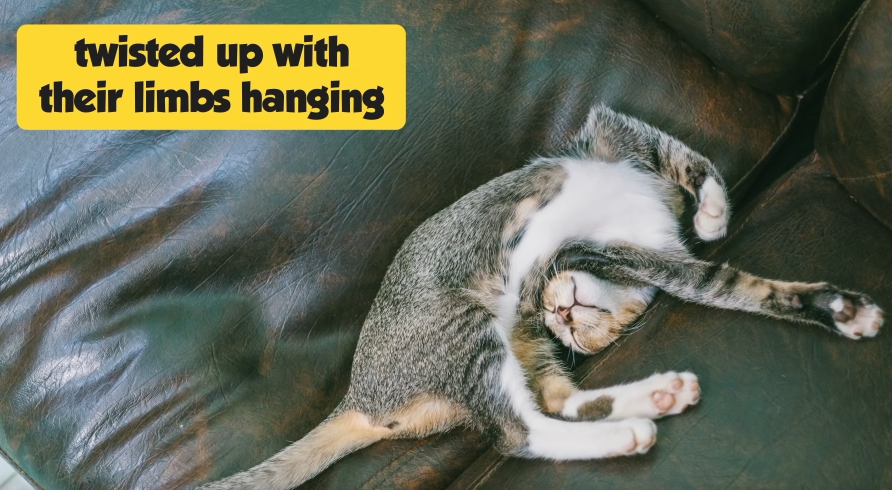 What Your Cat's Sleeping Position Reveals About Their Health and Purrsonality