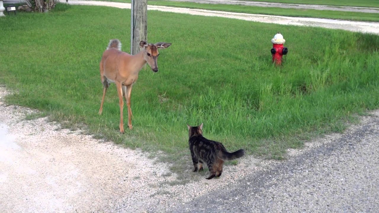 Cat Inspecting Deer Video