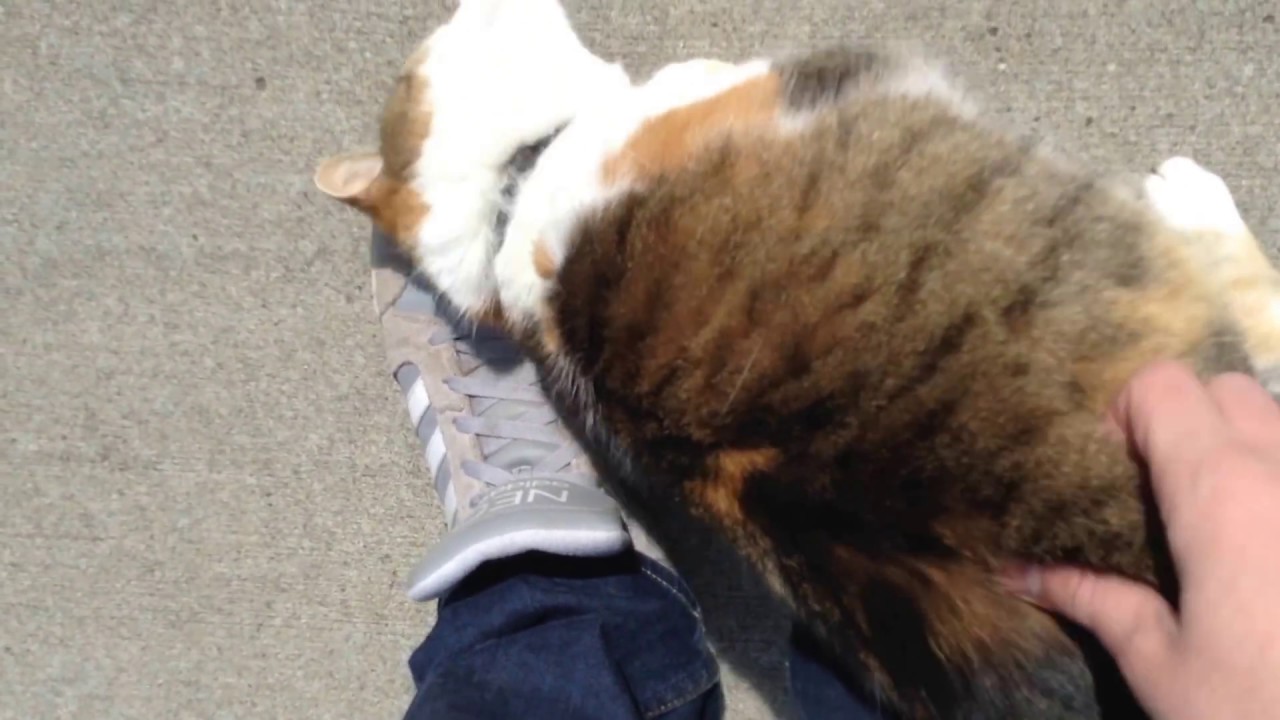 Friendliest Cat Ever Cute Video