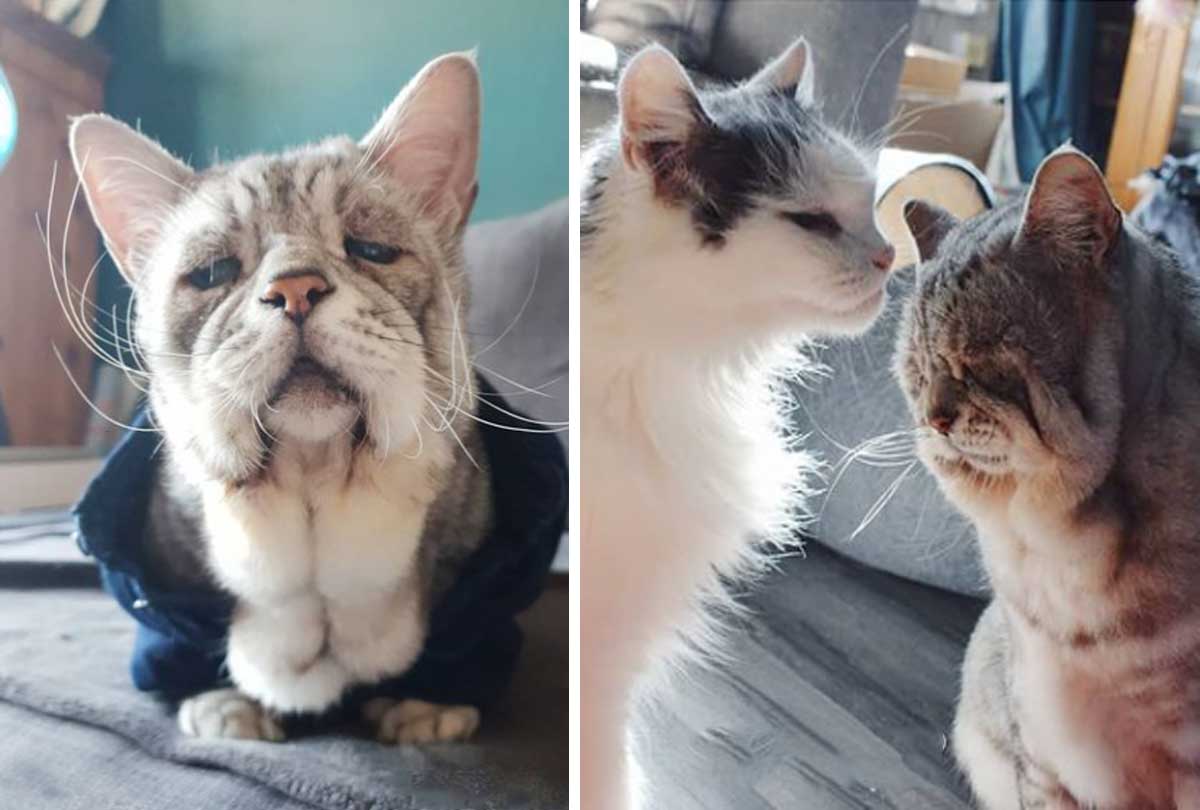 Cat that looks old and grumpy is helped by his brother in his life journey