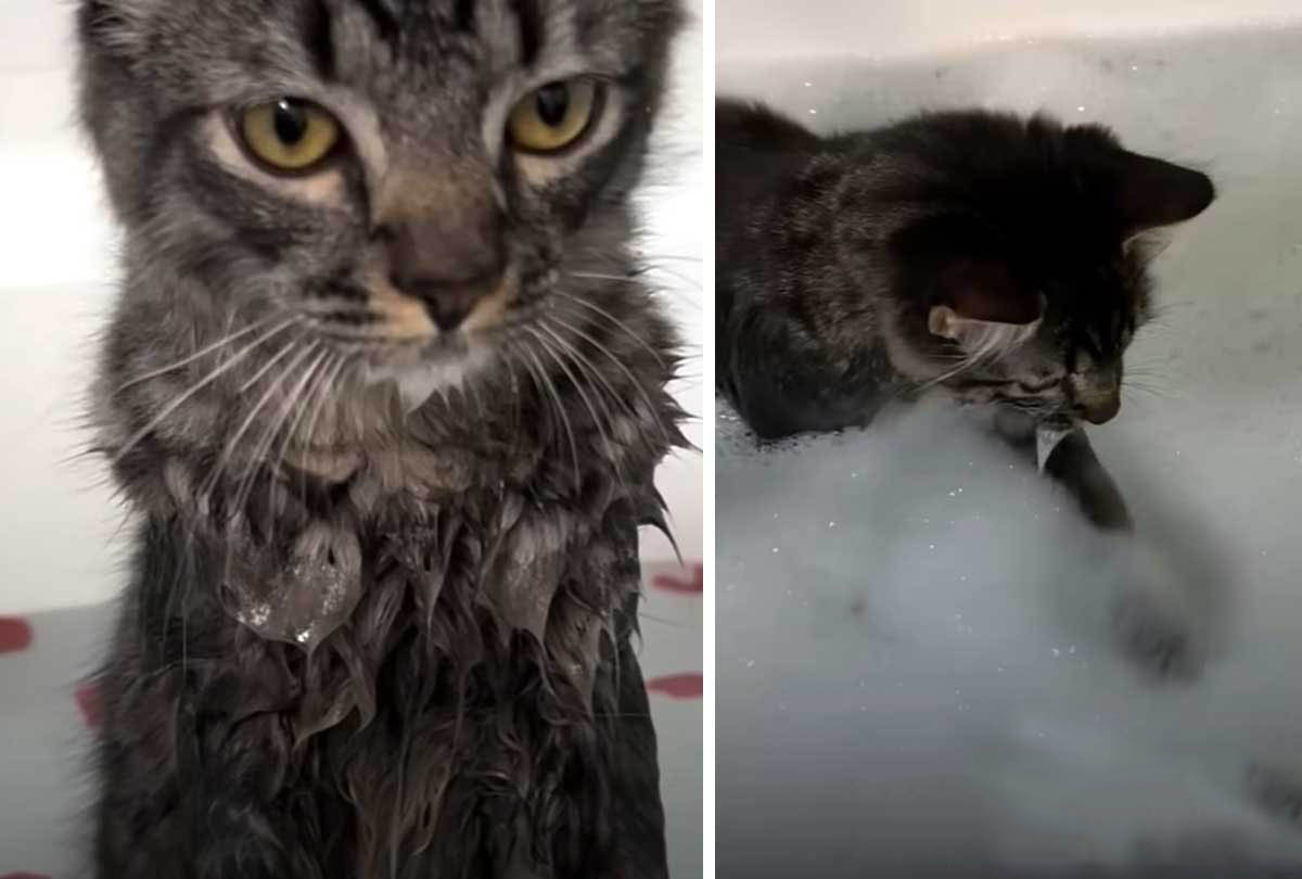 Cat loves stealing mom’s baths so he gets his own special furry spa day
