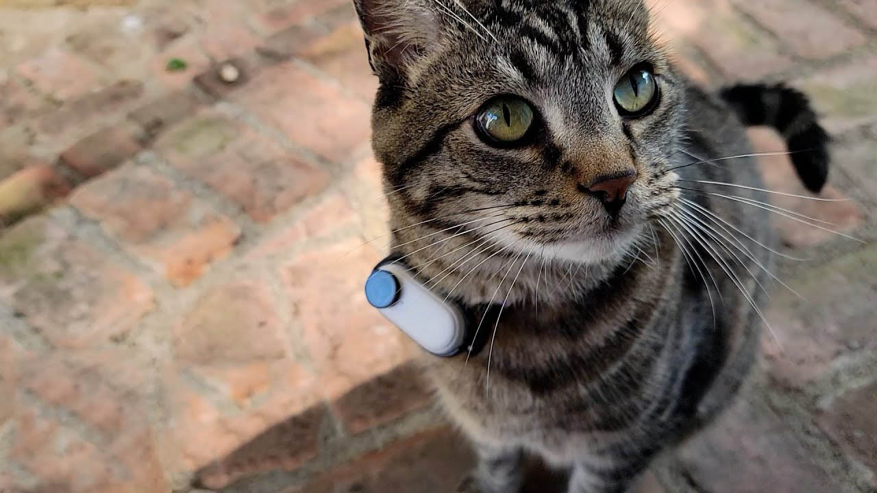 Man attaches to his cat a tiny collar camera to see his interactions with the outside world