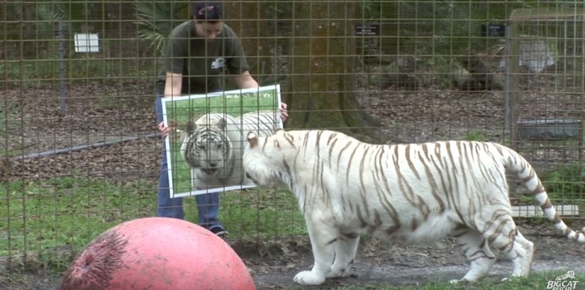 Big Cats And Mirrors
