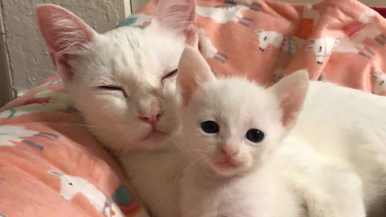 Kitten Wakes Up Mom In Cute Video