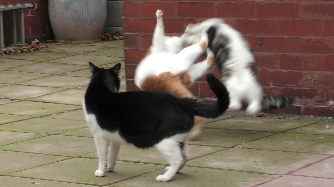 Epic Cat Fights Compilation