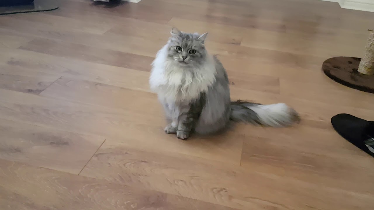 Siberian Cat Does Back Flips When Instructed
