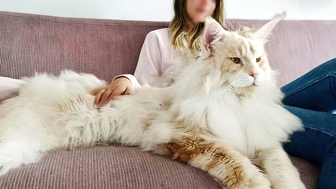 The Biggest Cat Breeds In The World