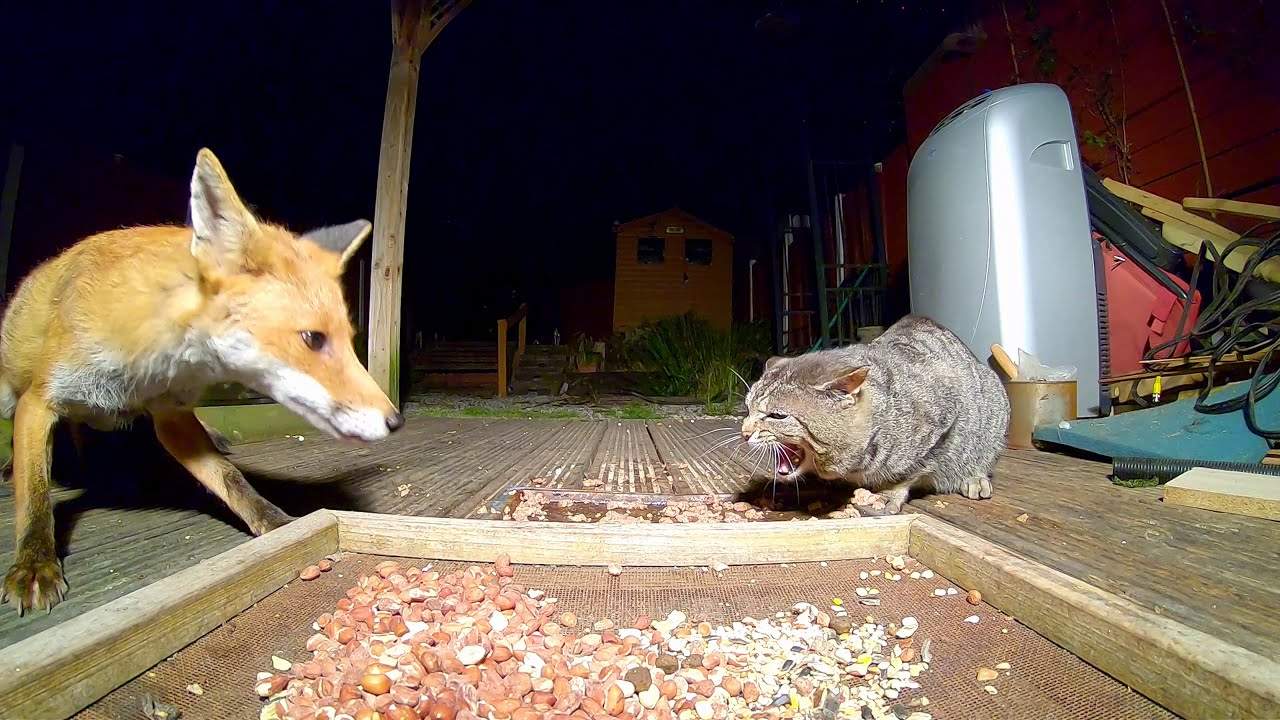 Cat And Fox Standoff Video