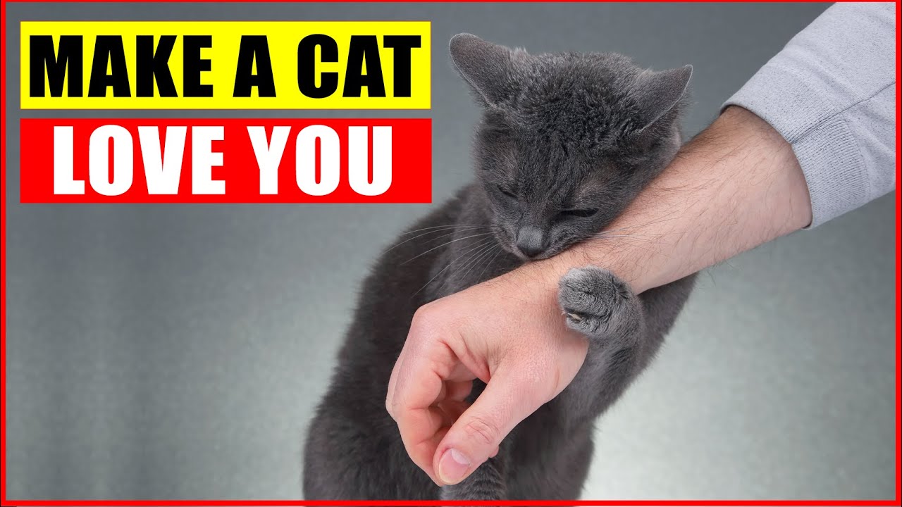 10 Scientific Ways To Get A Cat To Like You